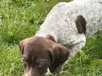 Male, a male German Shorthaired Pointer for sale in Le Roy, NY – 7 of 9