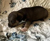 Male 4, a male Chiweenie for sale in Le Roy, NY – 5 of 9
