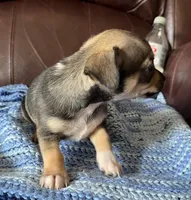 Male 4, a male Chiweenie for sale in Le Roy, NY – 7 of 9