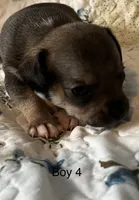 Male 4, a male Chiweenie for sale in Le Roy, NY – 9 of 9