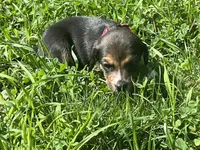 Female 1, a female Beagle for sale in Le Roy, NY – 7 of 9