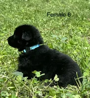 Female 6, a female German Shepherd Dog for sale in Le Roy, NY – 10 of 10