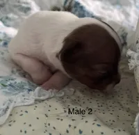 Male 2, a male Chiweenie for sale in Le Roy, NY – 7 of 9
