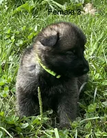 Female 3, a female German Shepherd Dog for sale in Le Roy, NY – 5 of 9