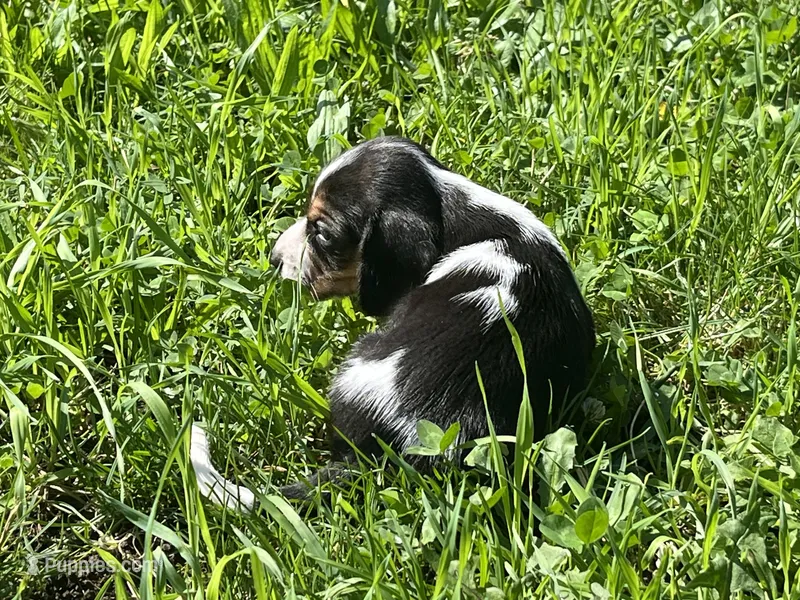 Female 2 – Beagle puppy for sale in Le Roy, NY