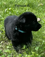 Female 6, a female German Shepherd Dog for sale in Le Roy, NY – 5 of 10