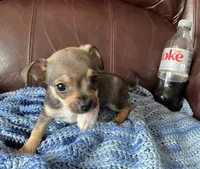 Male 4, a male Chiweenie for sale in Le Roy, NY – 9 of 9
