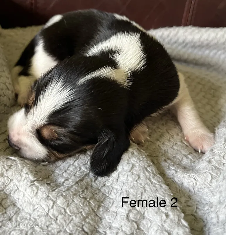 Female 2 – Beagle puppy for sale in Le Roy, NY