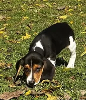 Faith white, a male Beagle for sale in Le Roy, NY – 2 of 10