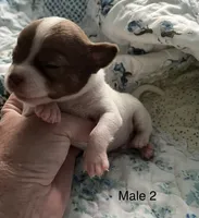 Male 2, a male Chiweenie for sale in Le Roy, NY – 9 of 9