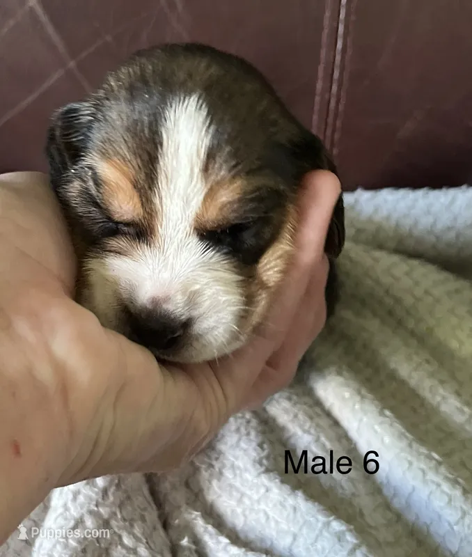 Male 6 – Beagle puppy for sale in Le Roy, NY