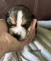 Male 6, a male Beagle for sale in Le Roy, NY – 1 of 7