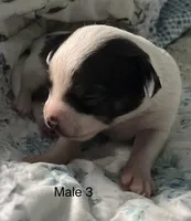 Male 3, a male Chiweenie for sale in Le Roy, NY – 2 of 8