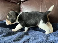 Male 1, a male Beagle for sale in Le Roy, NY – 5 of 10