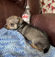 Male 4, a male Chiweenie for sale in Le Roy, NY – 6 of 9