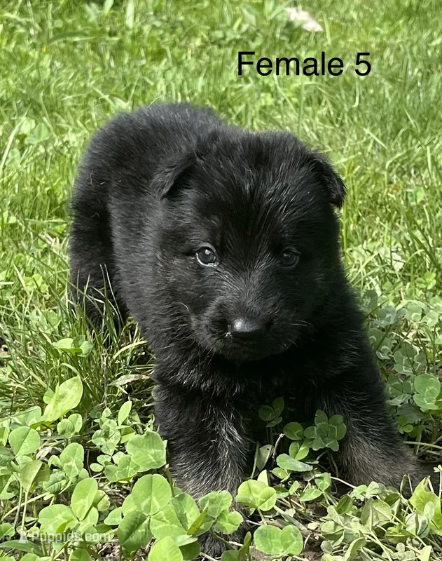 Female 5 – German Shepherd Dog puppy for sale in Le Roy, NY