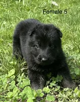 Female 5, a female German Shepherd Dog for sale in Le Roy, NY – 1 of 10