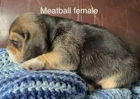 Meatball, a female Beagle for sale in Le Roy, NY – 5 of 5