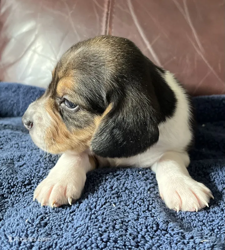 Female 5 – Beagle puppy for sale in Le Roy, NY