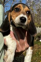 Faith spots, a male Beagle for sale in Le Roy, NY – 3 of 10