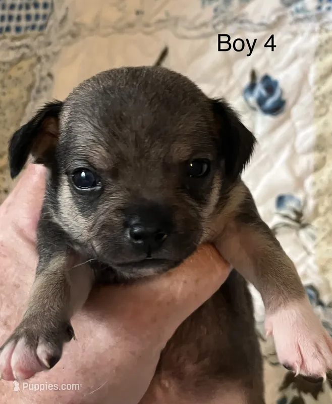 Male 4 – Chiweenie puppy for sale in Le Roy, NY