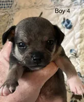 Male 4, a male Chiweenie for sale in Le Roy, NY – 1 of 9