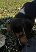 Faith white, a male Beagle for sale in Le Roy, NY – 8 of 10