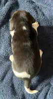 Female 4, a female Beagle for sale in Le Roy, NY – 8 of 8