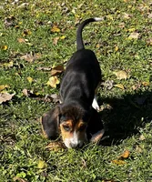 Faith Black, a male Beagle for sale in Le Roy, NY – 2 of 10