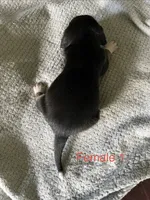 Female 1, a female Beagle for sale in Le Roy, NY – 4 of 5