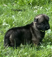 Female 3, a female German Shepherd Dog for sale in Le Roy, NY – 3 of 9