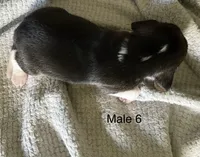 Male 6, a male Beagle for sale in Le Roy, NY – 2 of 7
