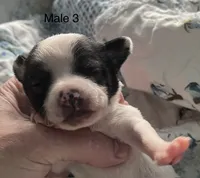 Male 3, a male Chiweenie for sale in Le Roy, NY – 6 of 8