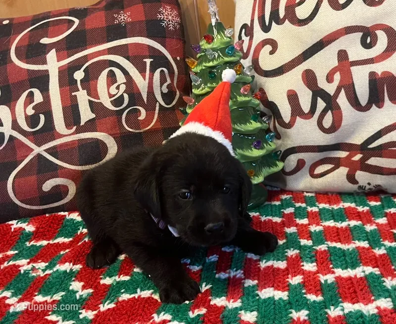Purple Collar, a female Labrador Retriever for sale in Le Roy, NY – Photo 1 of 7