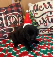Purple Collar, a female Labrador Retriever for sale in Le Roy, NY – Photo 3 of 7
