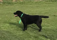 Purple Collar, a female Labrador Retriever for sale in Le Roy, NY – Photo 6 of 7