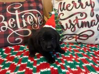 Purple Collar, a female Labrador Retriever for sale in Le Roy, NY – Photo 2 of 7