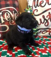 Purple Collar, a female Labrador Retriever for sale in Le Roy, NY – Photo 5 of 7