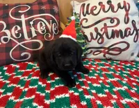 Purple Collar, a female Labrador Retriever for sale in Le Roy, NY – Photo 4 of 7