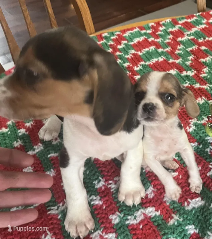 Stevie, a male Beagle for sale in Le Roy, NY – Photo 1 of 4