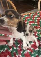 Stevie, a male Beagle for sale in Le Roy, NY – Photo 2 of 4