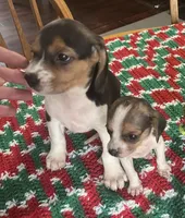 Stevie, a male Beagle for sale in Le Roy, NY – Photo 3 of 4