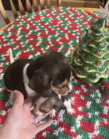 Stevie, a male Beagle for sale in Le Roy, NY – Photo 4 of 4