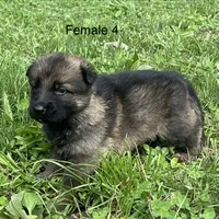 Female 4, a female German Shepherd Dog for sale in Le Roy, NY – 8 of 9