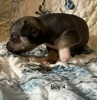 Male 4, a male Chiweenie for sale in Le Roy, NY – 4 of 9