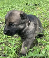Female 4, a female German Shepherd Dog for sale in Le Roy, NY – 6 of 9