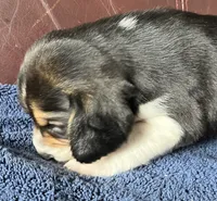 Female 4, a female Beagle for sale in Le Roy, NY – 5 of 8