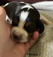 Female 2, a female Beagle for sale in Le Roy, NY – 6 of 6