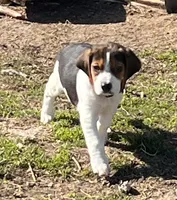 Male Orange, a male Beagle for sale in Le Roy, NY – Photo 5 of 9