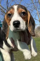 Male Orange, a male Beagle for sale in Le Roy, NY – Photo 2 of 9